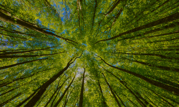 Looking-up-view-into-the-tree-top